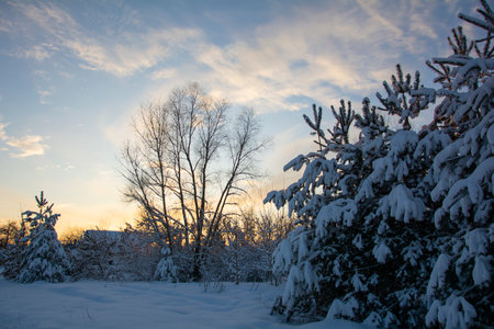 Beautiful trees with snow on the branches. Winter forest under a blue sky with shades of sunset.の写真素材