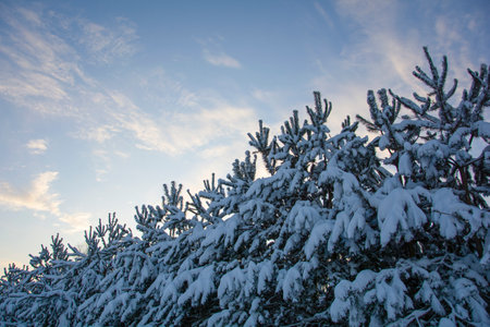 Beautiful trees with snow on the branches against the blue sky. Winter coniferous forest under a blue sky.の写真素材