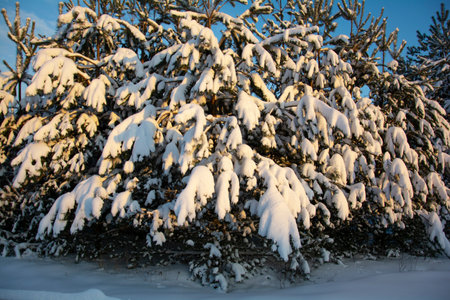 Beautiful snow-covered fir trees. Winter landscape under a sunny blue sky. There is a lot of white snow on the branches of trees.の写真素材
