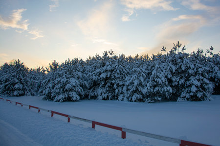 There are beautiful snow-covered fir trees along the road. Winter landscape under the evening blue sky.の写真素材