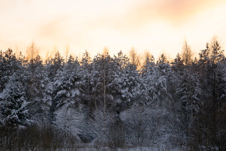 Beautiful tall pine trees against the background of the evening sky. Winter coniferous forest during sunset.の写真素材