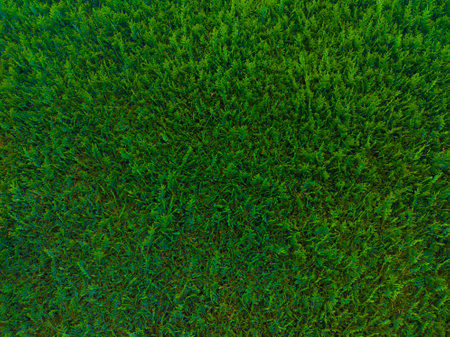 Bright green grass. Green background. The beautiful texture of the grass.の写真素材