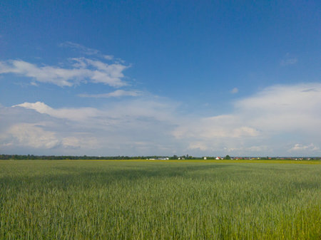 A field with green grass. Blue sky over a meadow. A bright summer day.の写真素材
