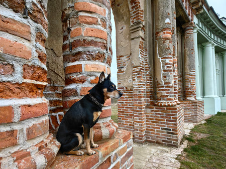 A pet. A small Doberman on ancient ruins. A cute black dog sits and looks carefully away.の写真素材