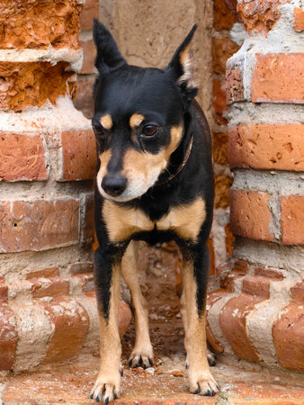 A small dog on the background of an old brick wall. A cute, black dog is looking down.の写真素材