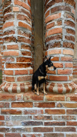 A small black dog on ancient ruins. A cute dog sits and looks carefully away. A pet.の写真素材