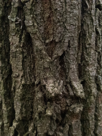 Gray wood background. The bark of a gray tree is in close-up. Wood texture. Vertical image.の写真素材