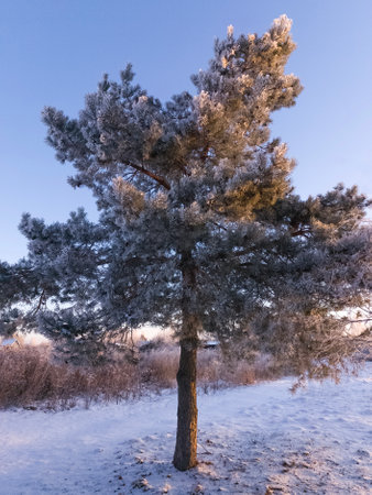 A frosty winter morning in the park. A snow-covered pine tree in a winter park against a blue sky.の写真素材