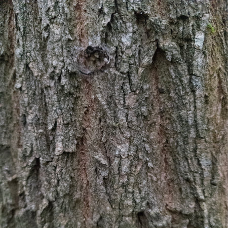 Gray background. The bark of a gray tree is in close-up. Wood texture.の写真素材