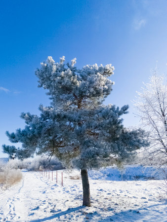 A frosty winter morning in the park. A snow-covered pine tree in a winter park against a blue sky. Vertical image.の写真素材