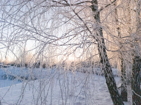The sun is shining through the snow-covered branches of birch trees. A frosty winter morning in the park.の写真素材
