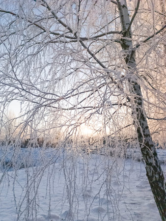 Winter morning in the park. The sun is shining through the snow-covered branches of birch trees....