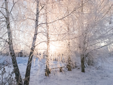 The sun is shining through the snow-covered branches of birch trees. A frosty winter morning in the park. Young birches in the winter park.の写真素材