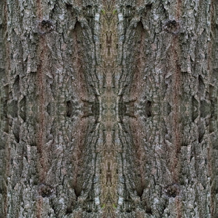 Gray background. The bark of a gray tree is in close-up. Wood texture. Seamless image. Symmetricalの写真素材