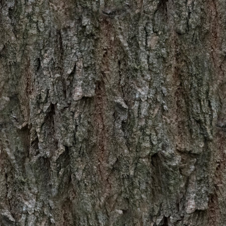 Gray wood background. The bark of a gray tree is in close-up. Wood texture. Seamless image.の写真素材