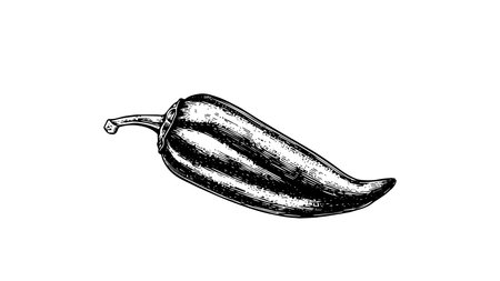 Hand drawn engraving style pepper chilli illustration. Vintage hatching vector black imageのイラスト素材