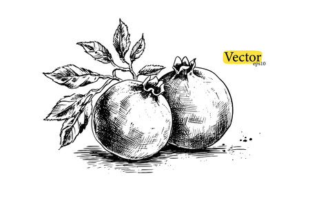 Pomegranate vector vintage sketch. Hand drawn tropical fruit color illustration. engraved summer fruitのイラスト素材