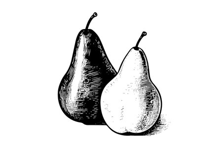 Pear. Ink sketch isolated on white background. hand drawn vector illustration.のイラスト素材