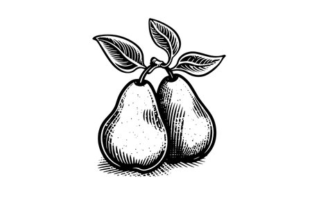 Set of pearls. Ink sketch isolated on white background. hand drawn vector illustration.のイラスト素材