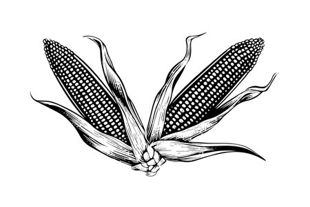 Two sweetcorn hand drawing sketch vintage engraving vector illustrationのイラスト素材