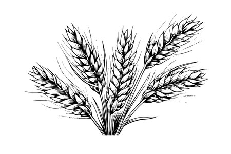 Wheat bread ears cereal crop sketch engraving style vector illustrationのイラスト素材