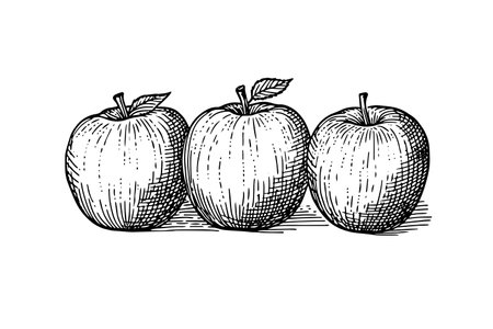 Apple fruit hand drawn engraving style vector illustrationsのイラスト素材