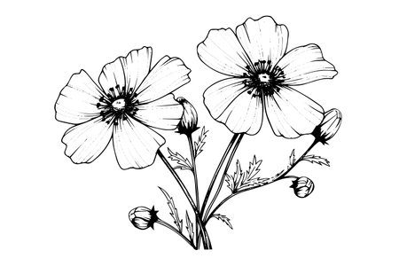 Isolated cosmea vector illustration element. Black and white engraving style ink art.のイラスト素材