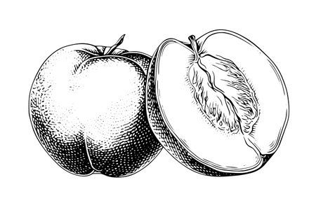 Peach or Apricot fruit hand drawn sketch in engraved style.のイラスト素材