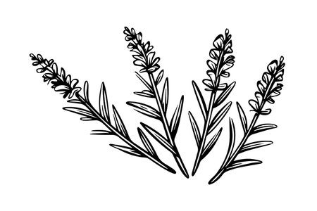 Floral botanical lavender flower hand drawn ink sketch. Vector engraving illustration.のイラスト素材