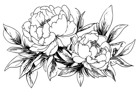 Peony flower and leaves drawing. Vector hand drawn engraved ink illustration.のイラスト素材