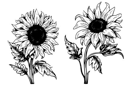 Vector engraving style drawing vector illustration of sunflower. Ink sketch.のイラスト素材