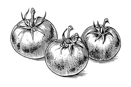 Tomato hand drawn ink sketch. Engraving vintage style vector illustration.のイラスト素材