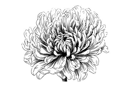 Hand drawn ink sketch of chrysanthemum. Vector illustration in engraving vintage style.のイラスト素材