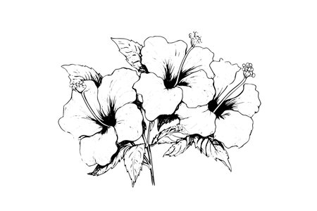 Hibiscus flowers in a vintage woodcut engraved etching style. Vector illustration.のイラスト素材