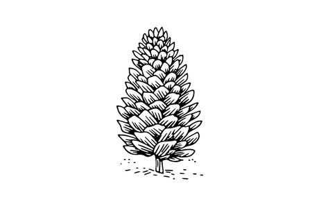 Vintage Pine Cone Vector: Hand-Drawn Illustration of Christmas Tree Decor.のイラスト素材