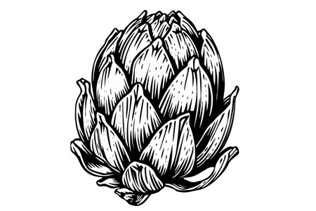 Artichoke engraved, great design for any purposes. Organic food. Handmade drawing. Vector icon.のイラスト素材