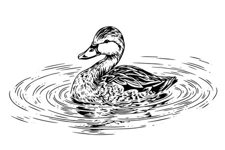 Swimming duck hand drawn ink sketch. Engraved style vector illustration.のイラスト素材