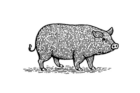 Vintage Pig Vector Sketch: Hand-Drawn Illustration of Farm Animal.のイラスト素材