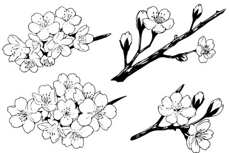Sakura flower set hand drawn ink sketch. Engraved style vector illustration.のイラスト素材