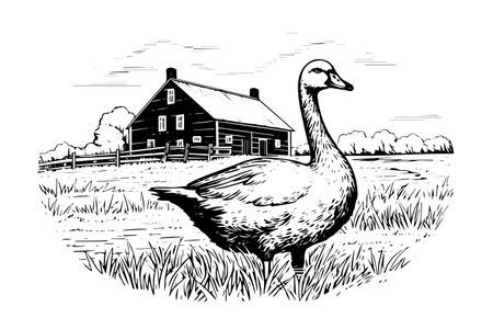 Rural landscape with duck hand drawn ink sketch. Engraved style vector illustration.のイラスト素材