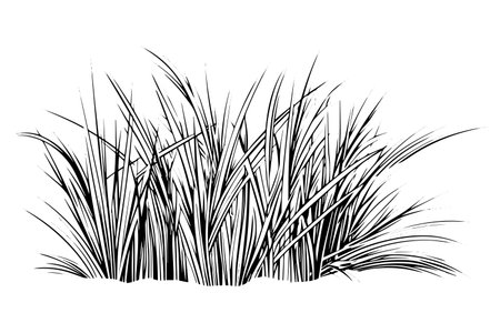 Black grass sketch in vintage style on white background. Hand drawn vector illustration.のイラスト素材