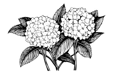 Vintage Hand-Drawn Hydrangea Vector Illustration: Sketch of Hortensia Flower, Floral Design .のイラスト素材