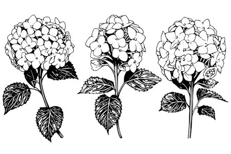Vintage Hand-Drawn Hydrangea Vector Illustration: Sketch of Hortensia Flower, Floral Design .のイラスト素材