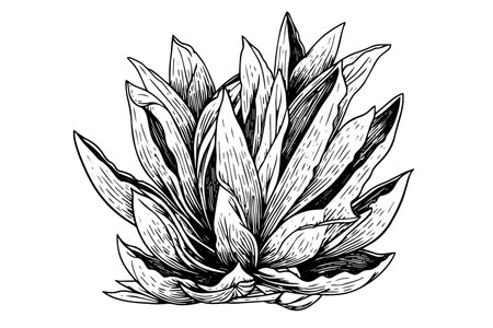 Vintage Hand-Drawn Vector Sketch of Agave Plant: Tequila Illustration with Blue Cactus and Desert Flora.のイラスト素材
