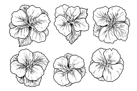 Hibiscus flower hand drawn ink sketch. Engraved style vector illustration.のイラスト素材