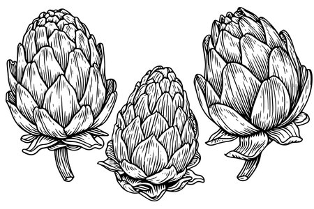 Artichoke engraved, great design for any purposes. Organic food. Handmade drawing. Vector icon.のイラスト素材