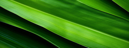 Green corn leaves macro seamless texture background.