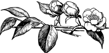 A detailed black and white illustration of magnolia flowers and leaves on a branch, showing the intricate lines and textures of the petals and foliage.のイラスト素材