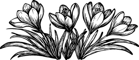A detailed black and white illustration of crocus flowers with elongated leaves, arranged in a cluster. The flowers are depicted in a naturalistic style, showcasing their petals and stamen.のイラスト素材
