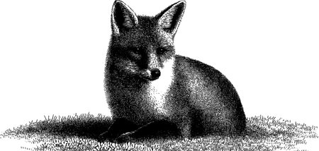 Engraved illustration of a sitting fox in black and white for nature designのイラスト素材